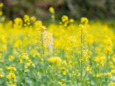 深圳甘坑都市田园油菜花花期时间