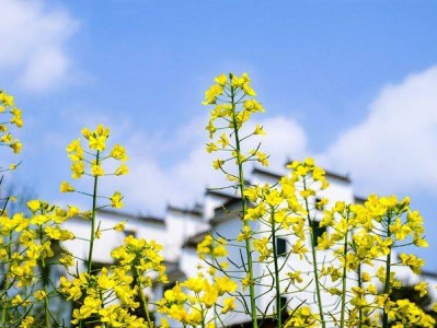 天津油菜花赏花地点推荐