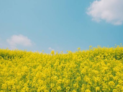 芜湖响水涧油菜花观赏时间表2025