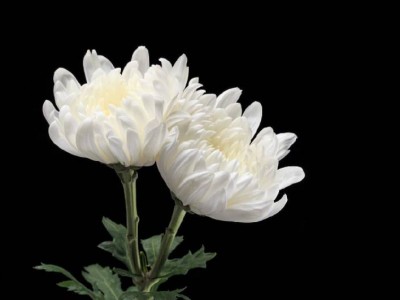 长沙清明节扫墓指南(入口+流程+时间)