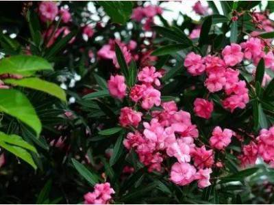 珠海2月赏花攻略(时间+地点+花种)