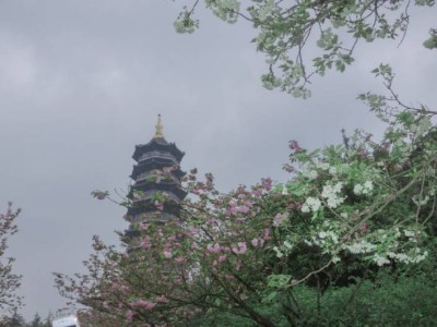 2025重庆清明节赏花指南(时间、地点、路线)