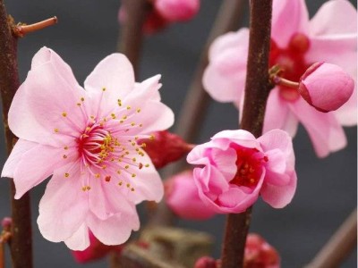 无锡梅园赏花时间表(花期+观赏地点)