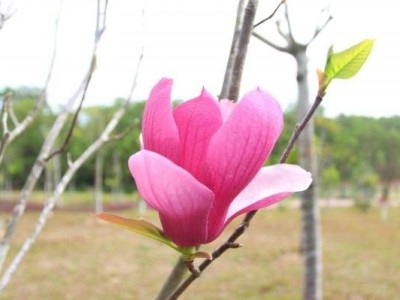 深圳宝安公园玉兰花开(赏花时间+地址+怎么去)