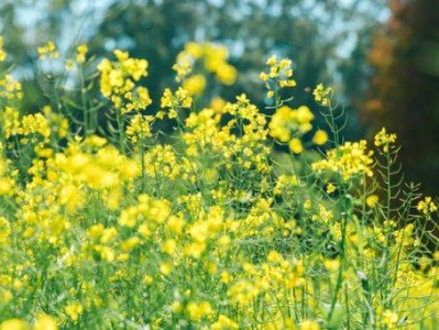 厦门油菜花赏花打卡地(时间+地点+交通)