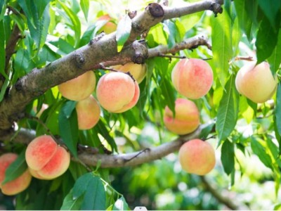 无锡阳山水蜜桃上市时间