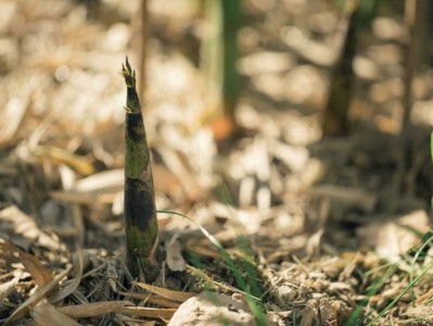 2025重庆武陵山森林公园采笋节时间+活动+票价