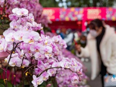 2025深圳爱国路花市时间+地点+看点+交通