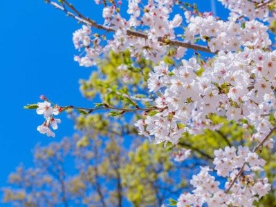 2025年北京玉渊潭春季花卉联展活动时间(开始+结束)