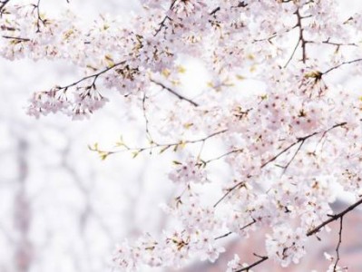 长沙望月公园樱花攻略(开花时间+在哪里+门票)