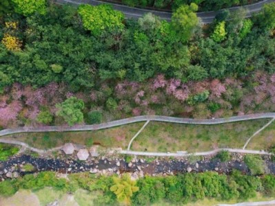 厦门天竺山樱花海观赏攻略(时间+地点)