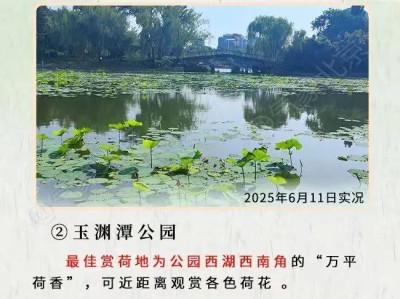 北京荷花几月份开到几月份结束?