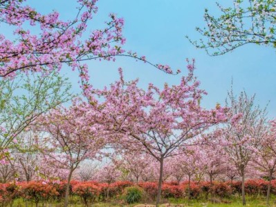 长沙赏桃花攻略(地址汇总+门票+开花时间)