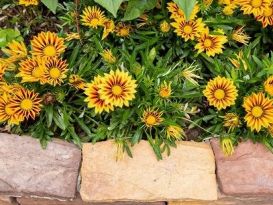 深圳南山区迎春花市地址在哪里