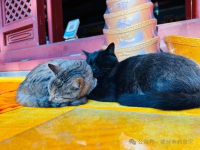 2025北京戒台寺春节祈福活动及参观指南