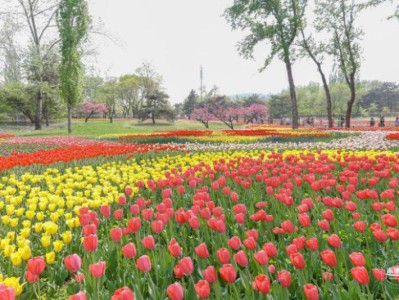 北京永定河郁金香文化节地址在哪里？怎么去？