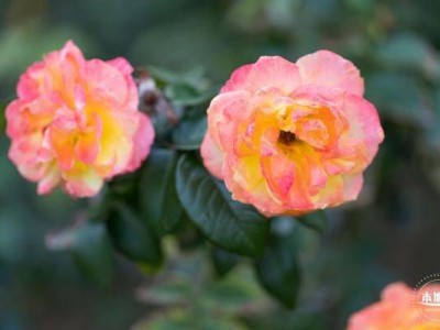 深圳月季花展2025时间