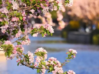 2025北京元大都城垣遗址公园海棠花节时间地点及地址交通