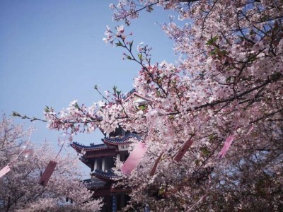 鼋头渚樱花什么时候开花(2025年)