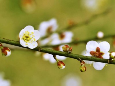 长沙全年赏花攻略(开花时间+地址汇总)