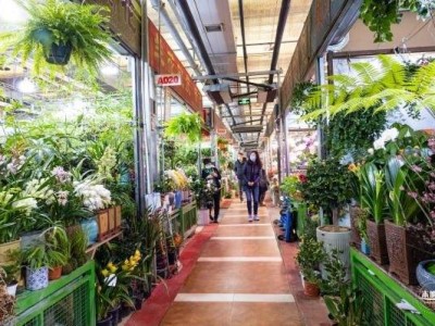 2025深圳大鹏迎春花市时间、地点及交通指南