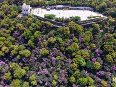 2025梧桐山杜鹃花什么时候开