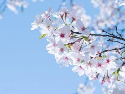 2025南京清明节旅游景点推荐(附地址+开放时间)