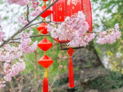 2024重庆南山植物园樱花开了吗?