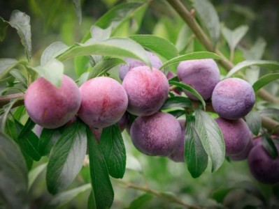 2025年6月南京果园采摘推荐地点+时间+可采摘水果