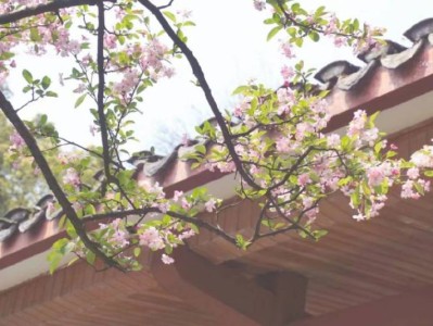 2024重庆园博园樱花大道开放时间最新消息