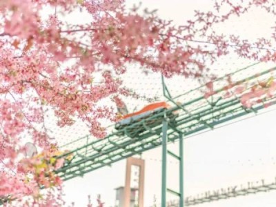 2025漫花庄园第七届樱花节活动指南(时间地点+详情+门票)