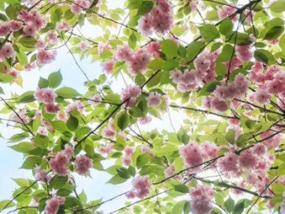 2025年成都青白江樱花赏花季活动攻略(时间+花期+活动)