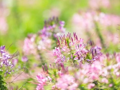 厦门醉蝶花观赏攻略(花期+赏花地)