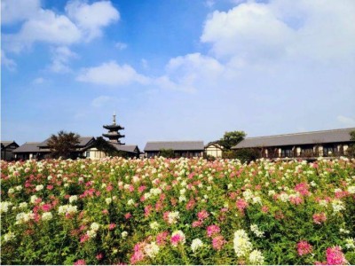 无锡拈花湾赏花时间表