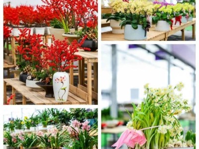 2025上海云间卉谷迎春花市(时间+地址)