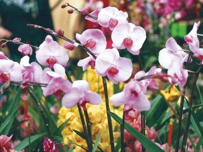 2025香港春节有什么活动(内容+时间+地点+交通)