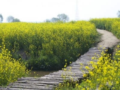 长沙油菜花景点推荐大全(附观赏时间、攻略)