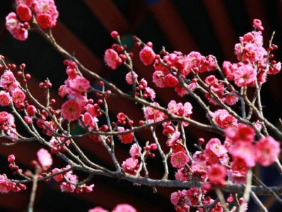 2025重庆南山植物园梅花开放时间+观赏攻略