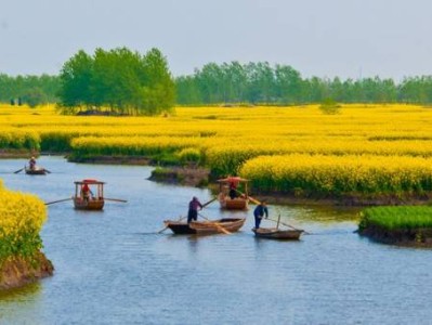 长沙甄皮洲油菜花观赏攻略(地址+门票+开花时间)