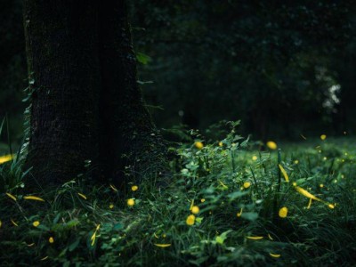 深圳西涌暗夜社区萤火虫观赏时间