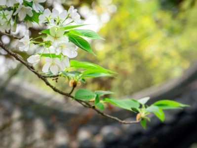 2025重庆园博园赏花时间表最新