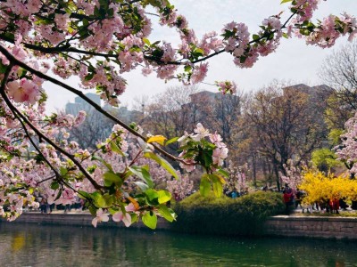北京朝阳踏青赏花好去处(时间+地点)