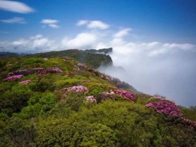 2024重庆金佛山南坡自驾赏杜鹃花时间+路线+门票