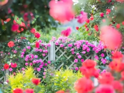 2025上海月季展时间+地址+门票+交通