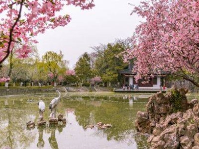 南京清明去哪儿赏花(附开放时间+地址+门票)