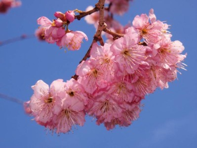 2025重庆园博园春季赏花攻略（时间+位置）