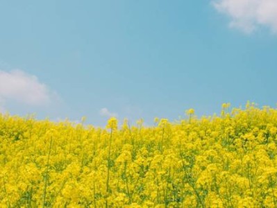 长沙江背镇油菜花观赏攻略(在哪+开花时间+怎么去+门票)