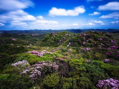 重庆南川金佛山杜鹃花什么时候开？