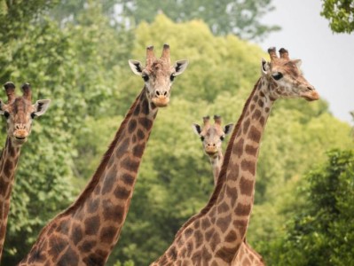 2025上海野生动物园门票半价时间+购票渠道