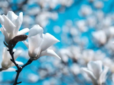 青岛春季玉兰花赏花时间及地点